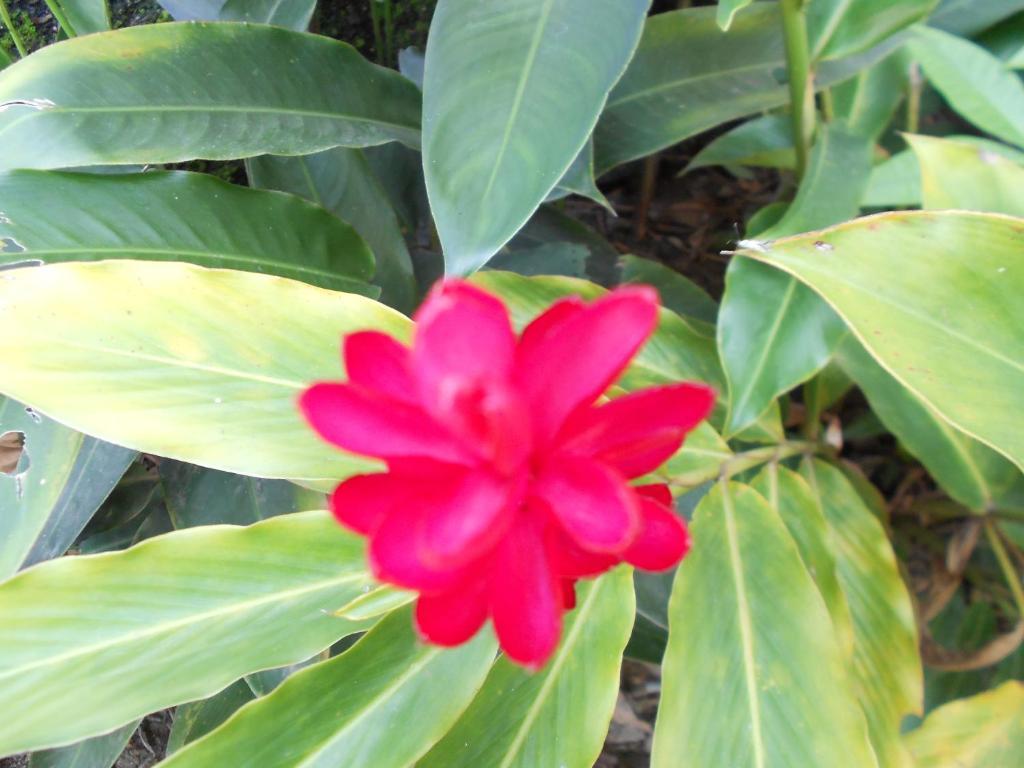 Namaste Hostel E Pousada Paraty ปาราตี ภายนอก รูปภาพ