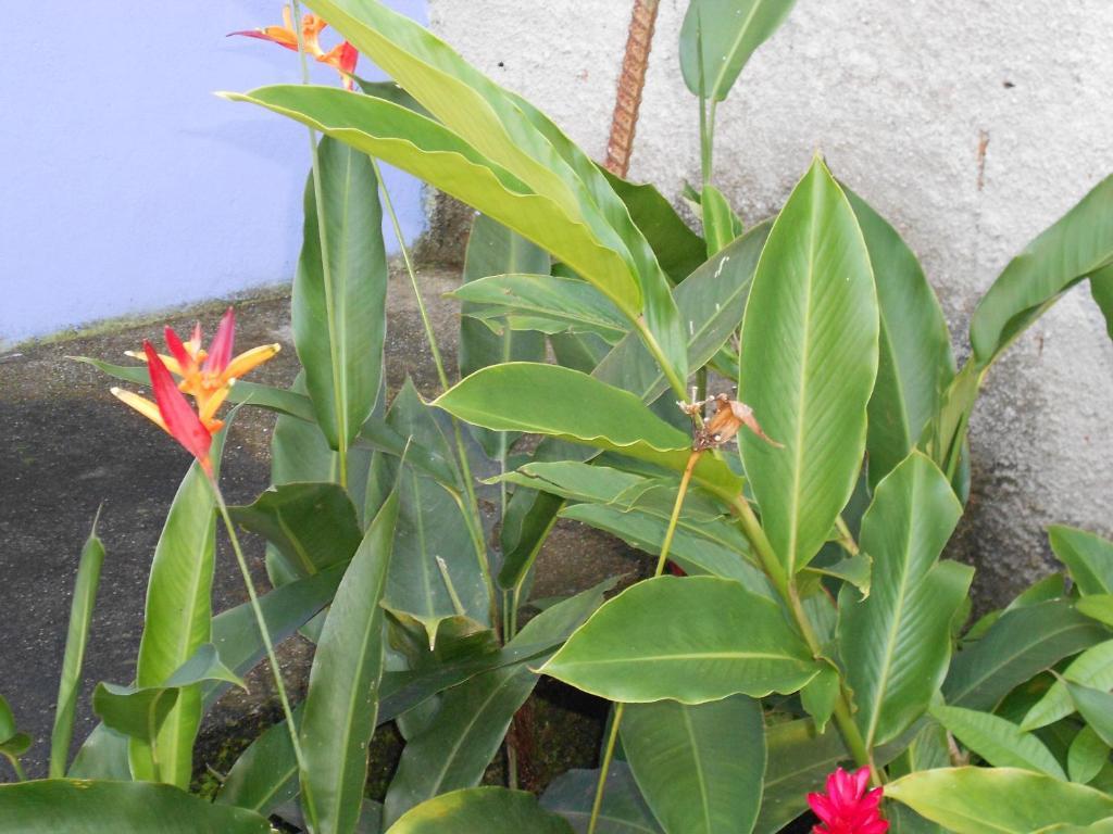 Namaste Hostel E Pousada Paraty ปาราตี ภายนอก รูปภาพ